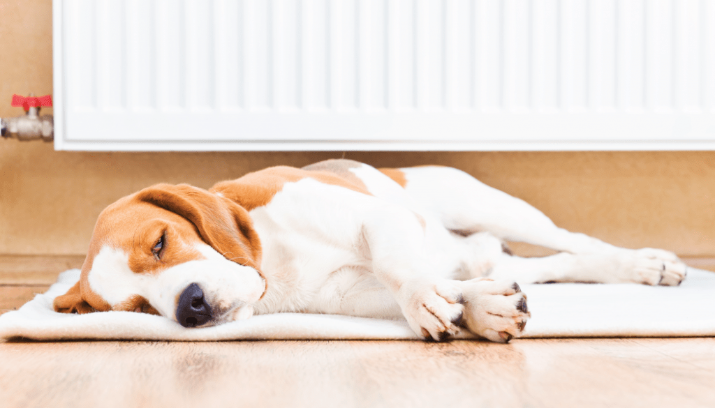 DogOnRug-1024×585 Image Alt Text