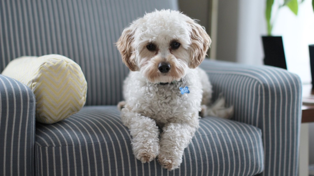 Top 4 Home Selling Tips for Pet Owners