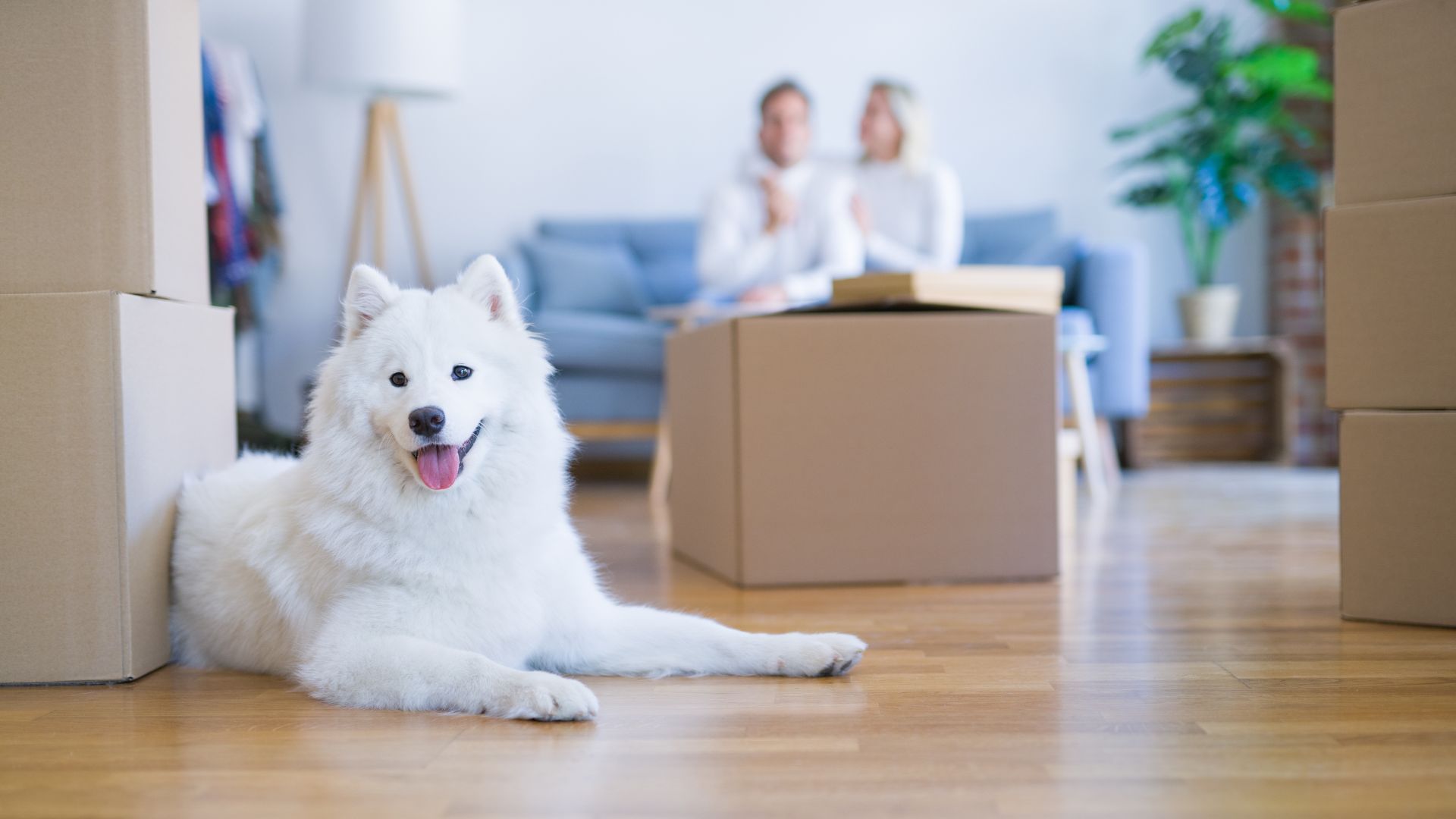 RE/MAX and Pet Valu Team Up to Make Moving with Pets Easier - REMAX Canada