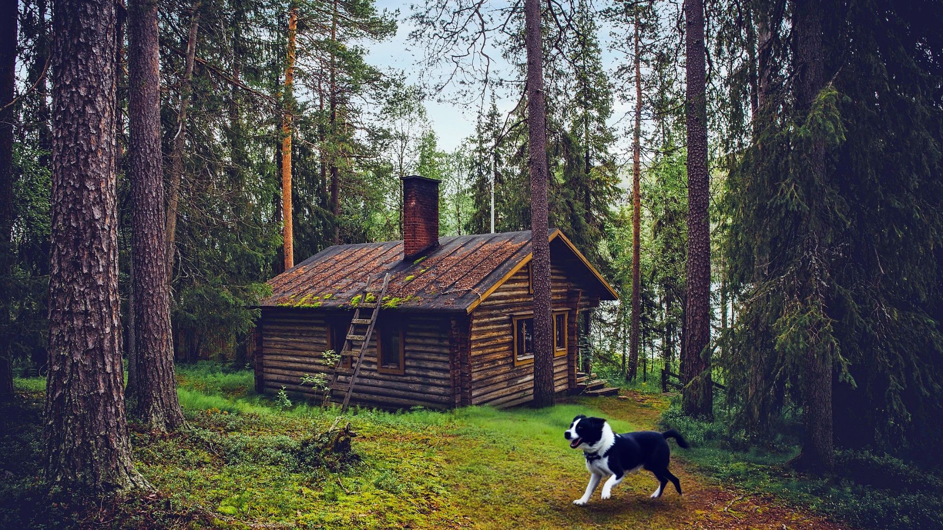 Tips for Taking Your Pet to the Cottage This Summer