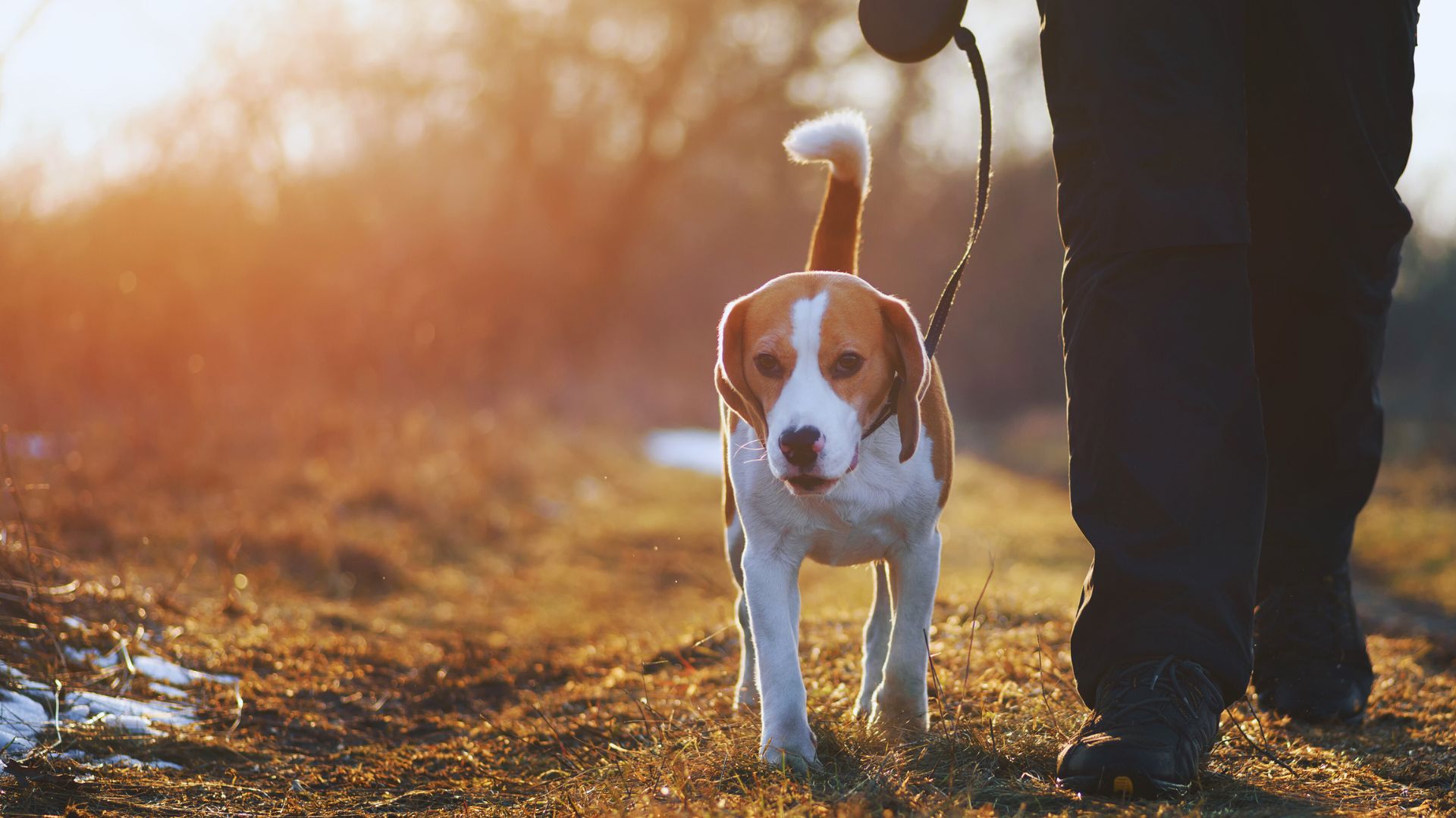 Fall Homebuying and Exploring Your Neighbourhood with Man’s Best Friend